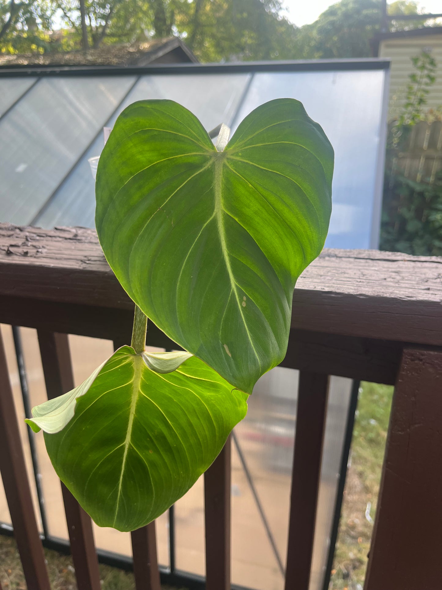 Philodendron Gloriosum