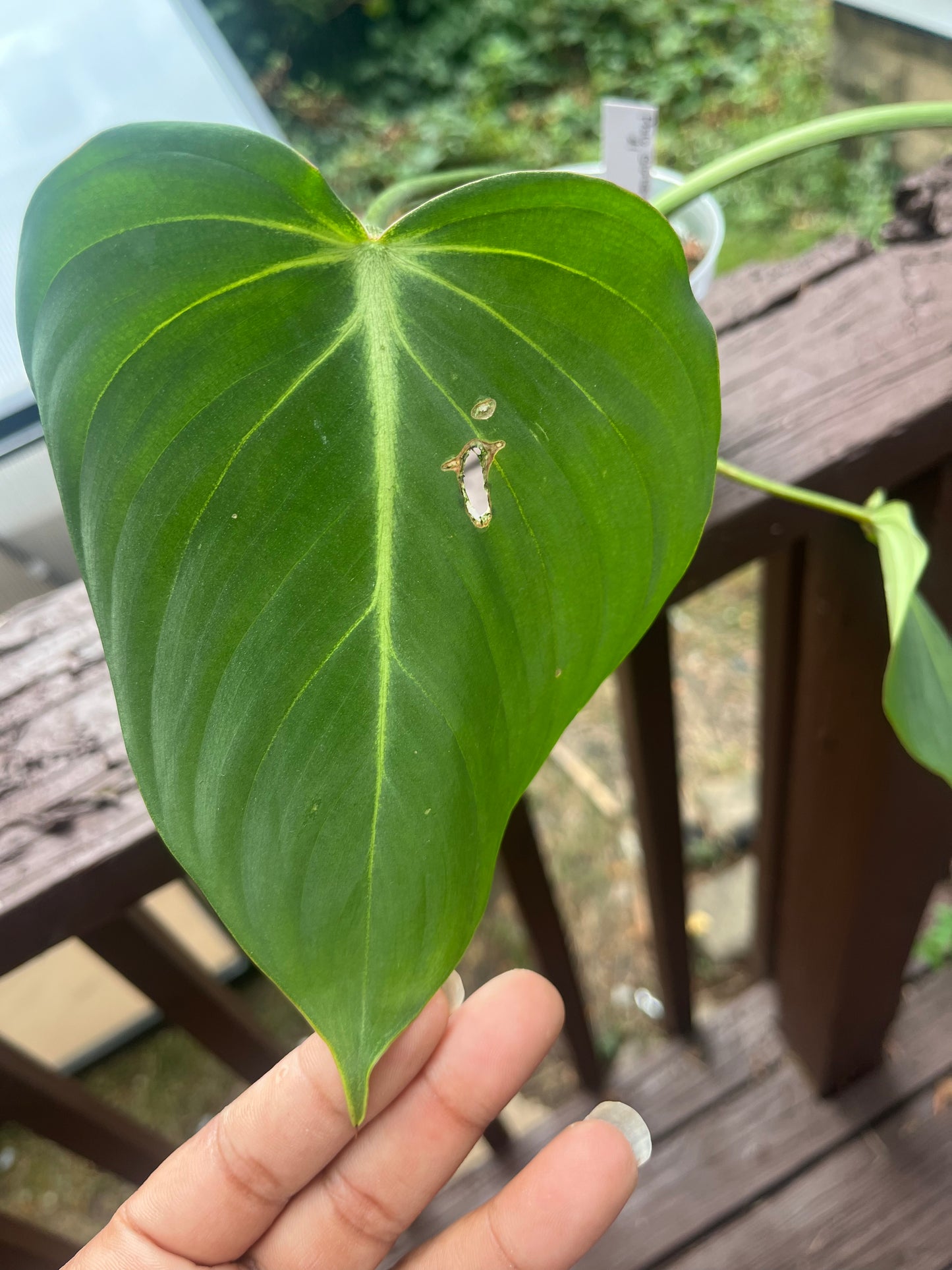 Philodendron Gloriosum