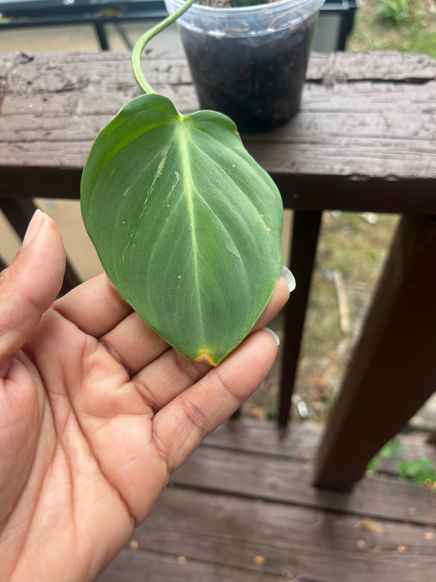 Philodendron Gloriosum