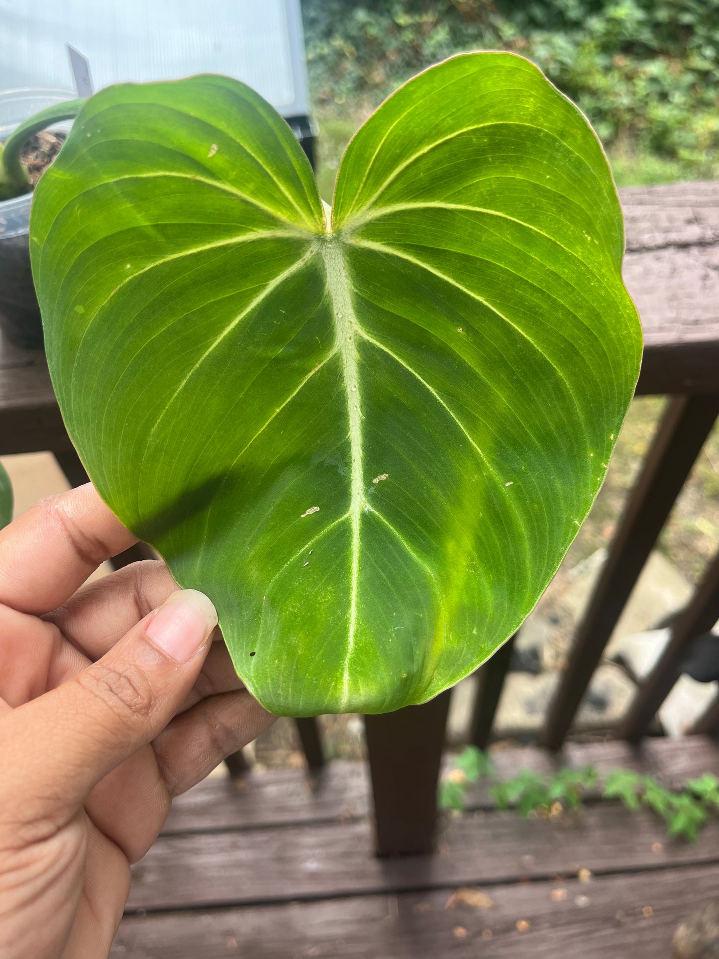 Philodendron Gloriosum