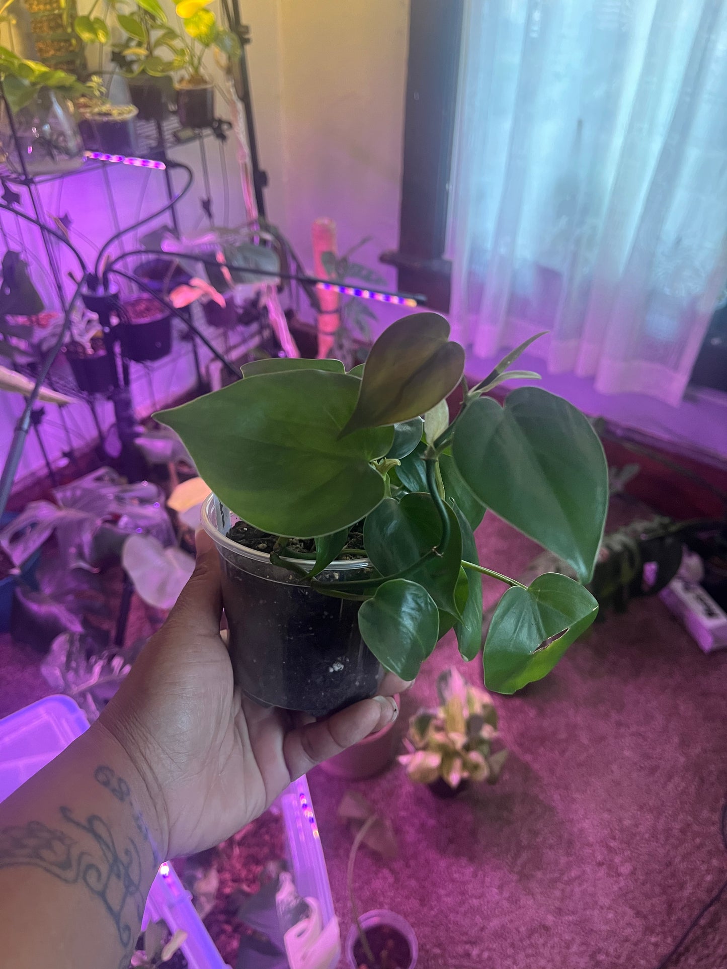 HeartLeaf Philodendron