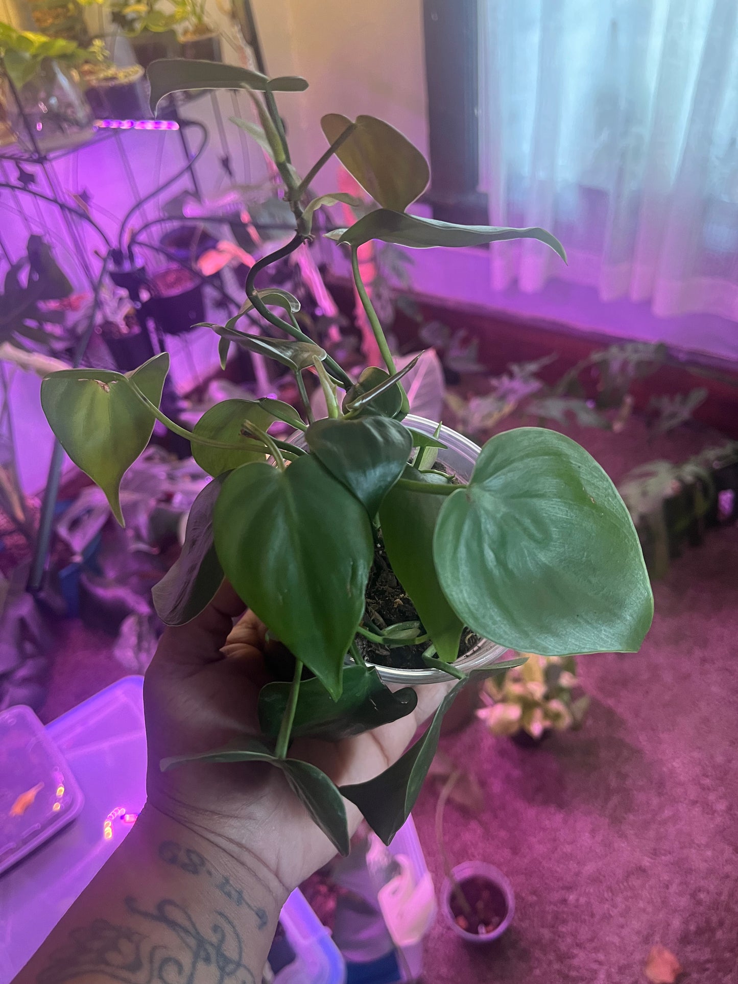 HeartLeaf Philodendron