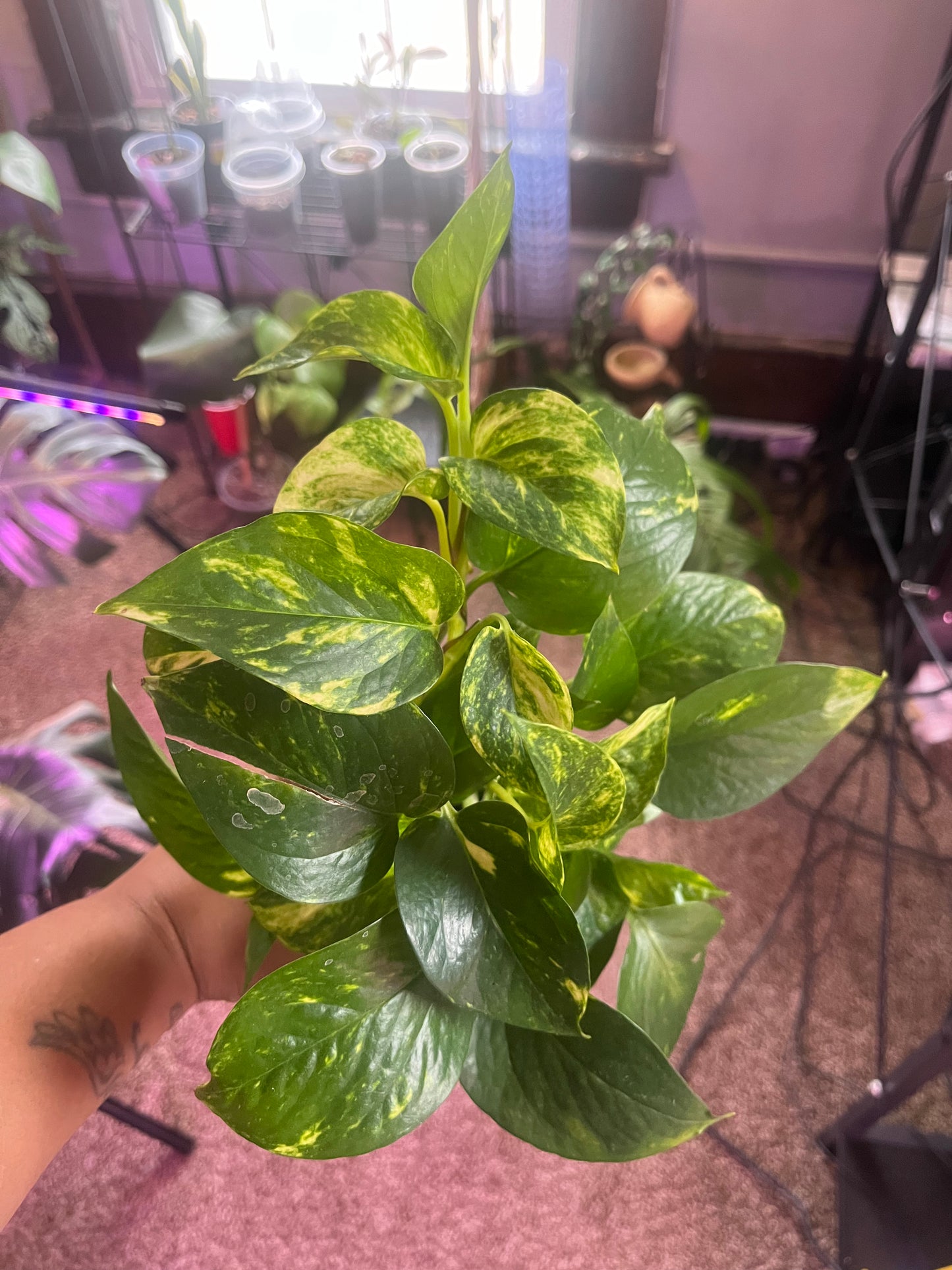 Golden Pothos