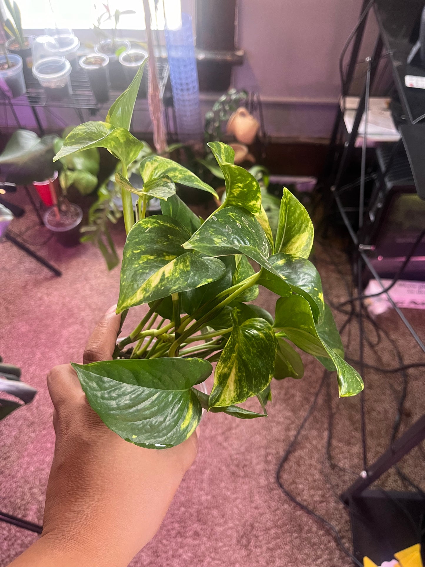 Golden Pothos