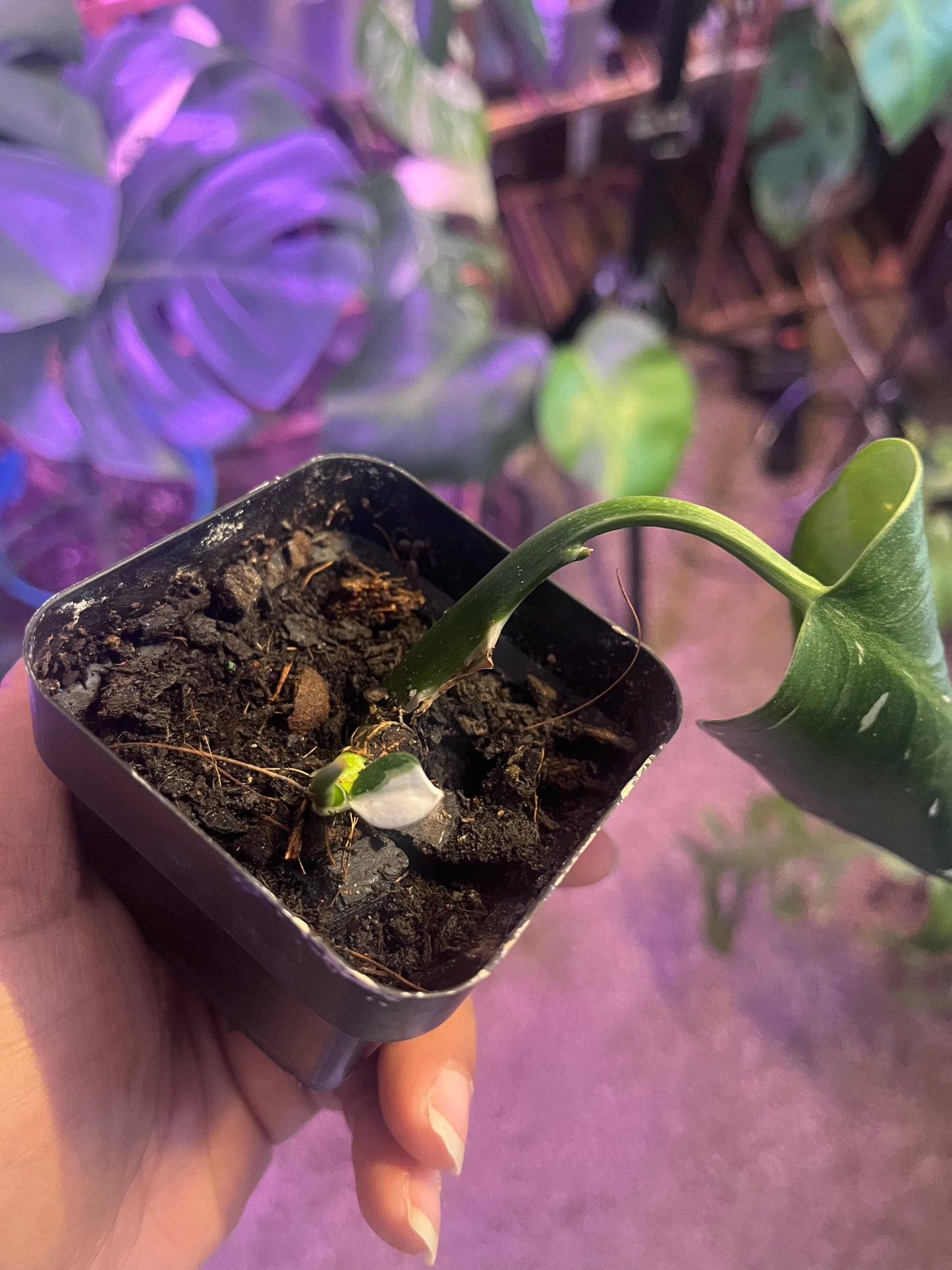 White Wizard Philodendron