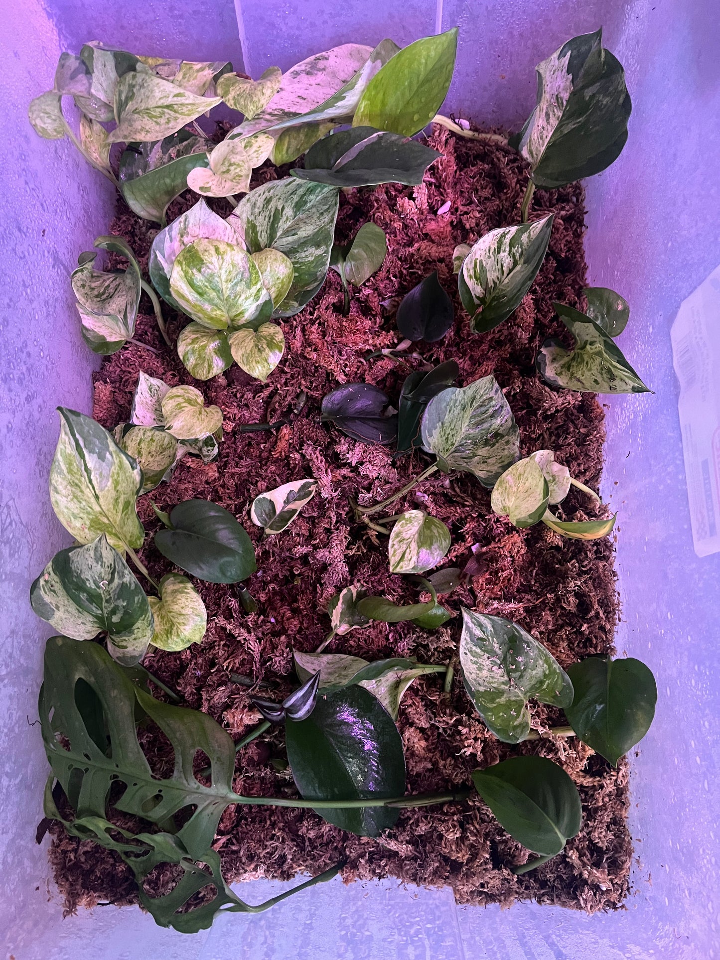 Mystery Cutting Box (Commons)