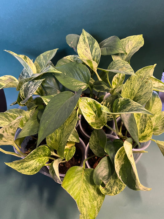 Marble Queen Pothos