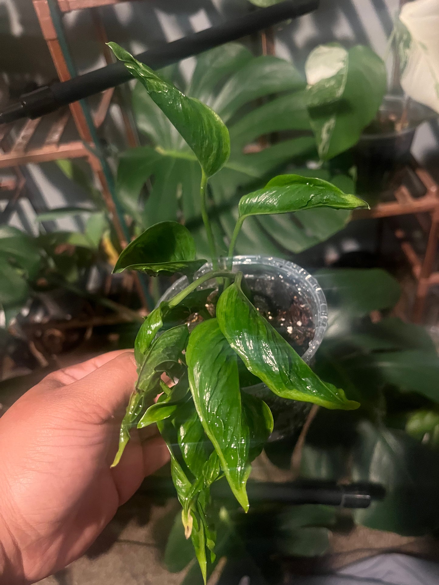 Shangri-La Epipremnum — The Jungle’s Best-Kept Secret