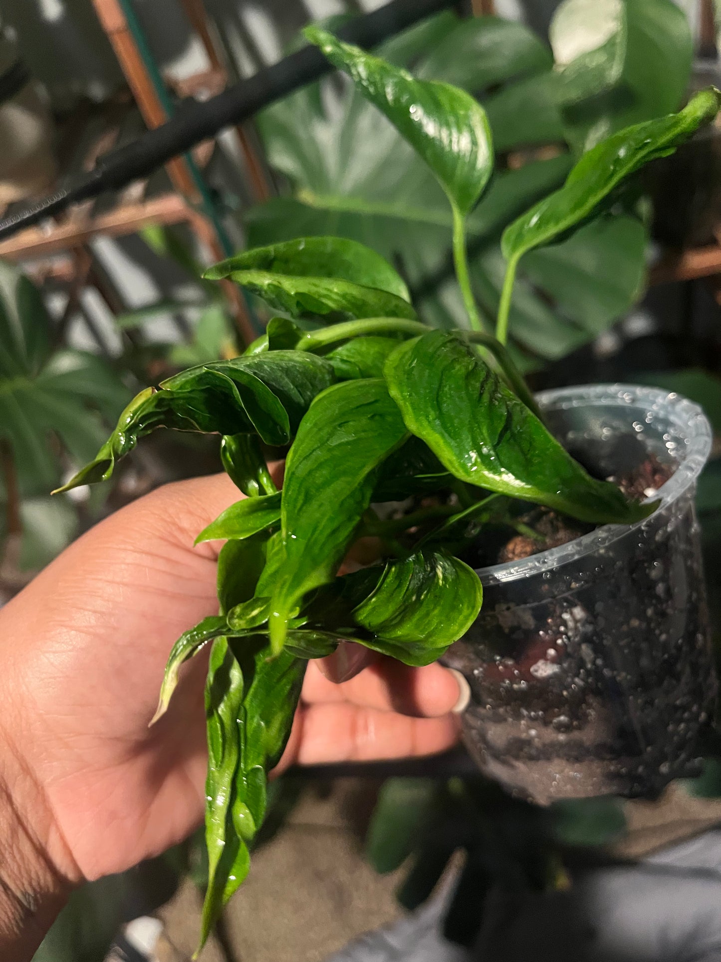 Shangri-La Epipremnum — The Jungle’s Best-Kept Secret
