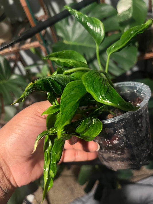 Shangri-La Epipremnum — The Jungle’s Best-Kept Secret