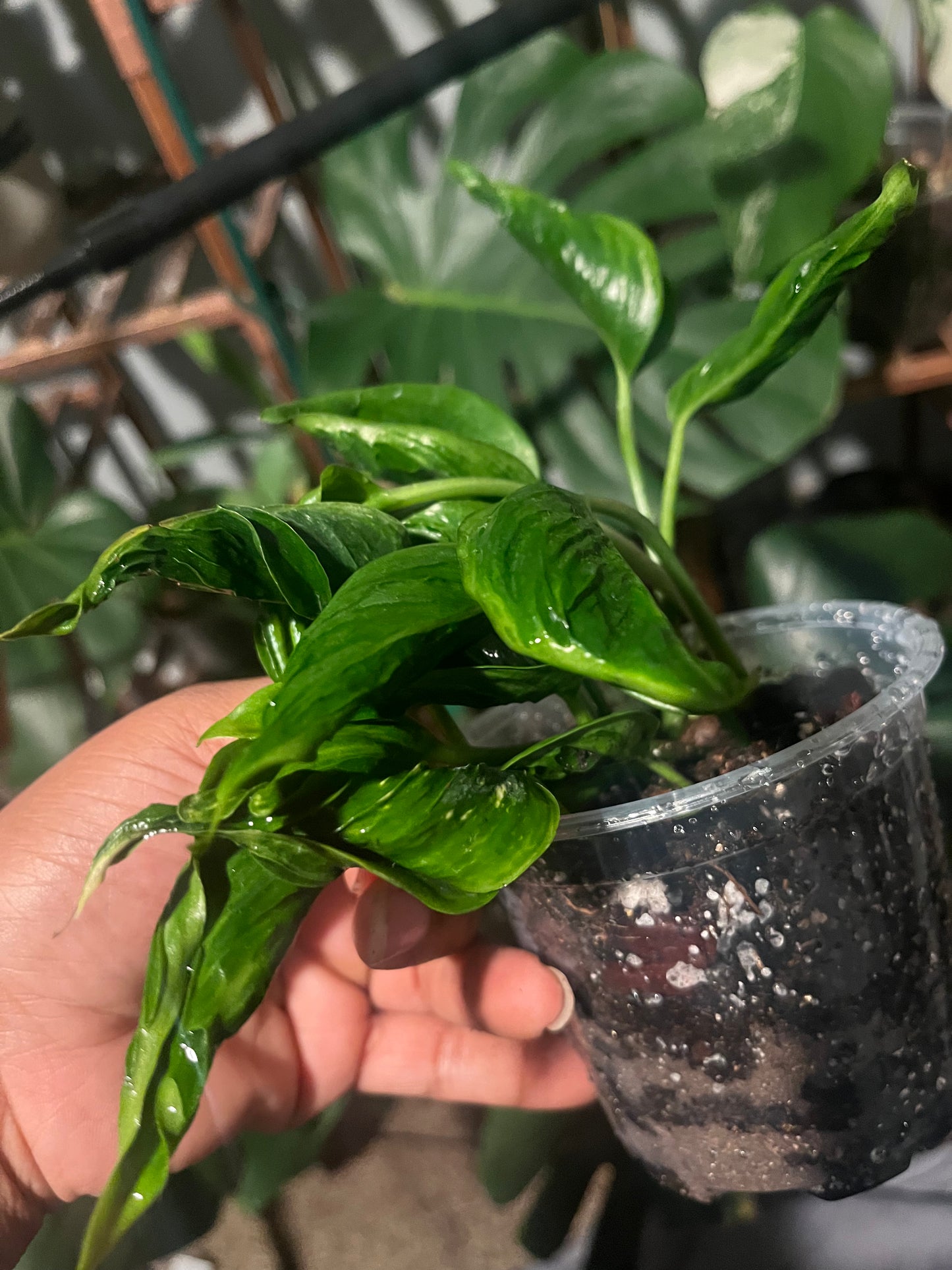 Shangri-La Epipremnum — The Jungle’s Best-Kept Secret