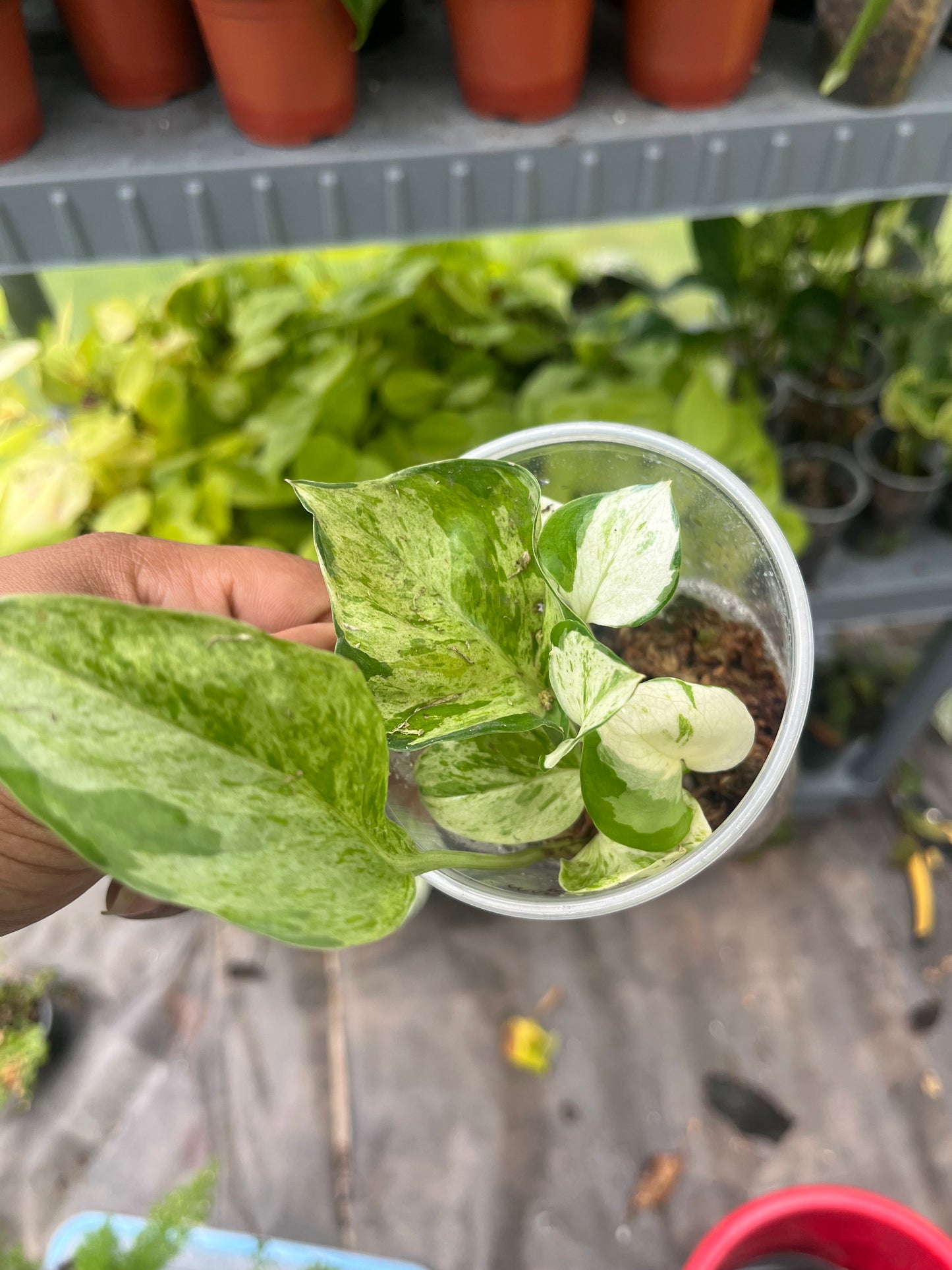 Manjula Pothos