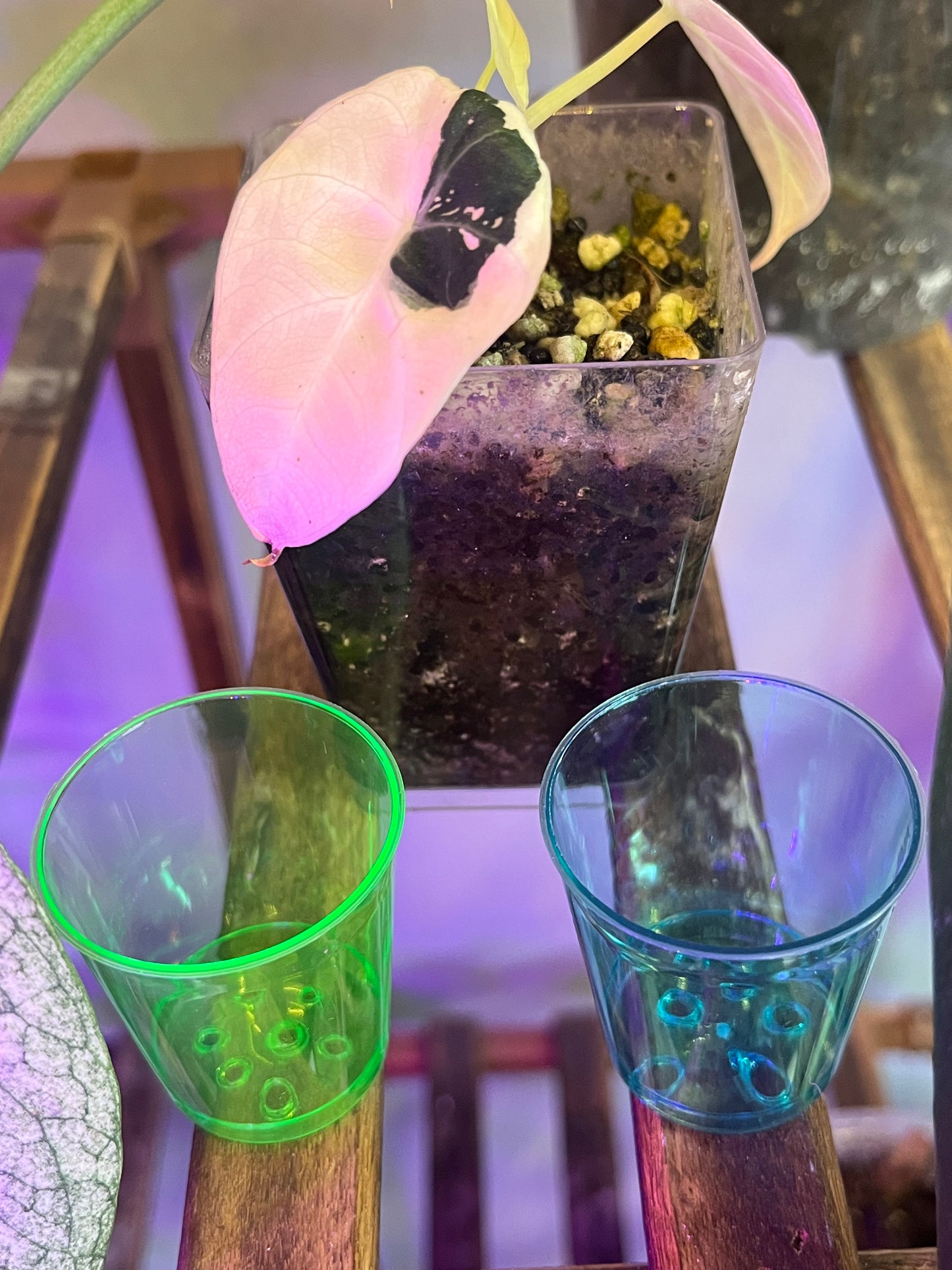 OrganicLi’s Corm Cup Kits
