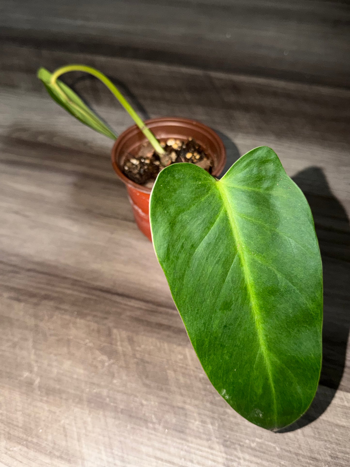 Philodendron Painted Lady