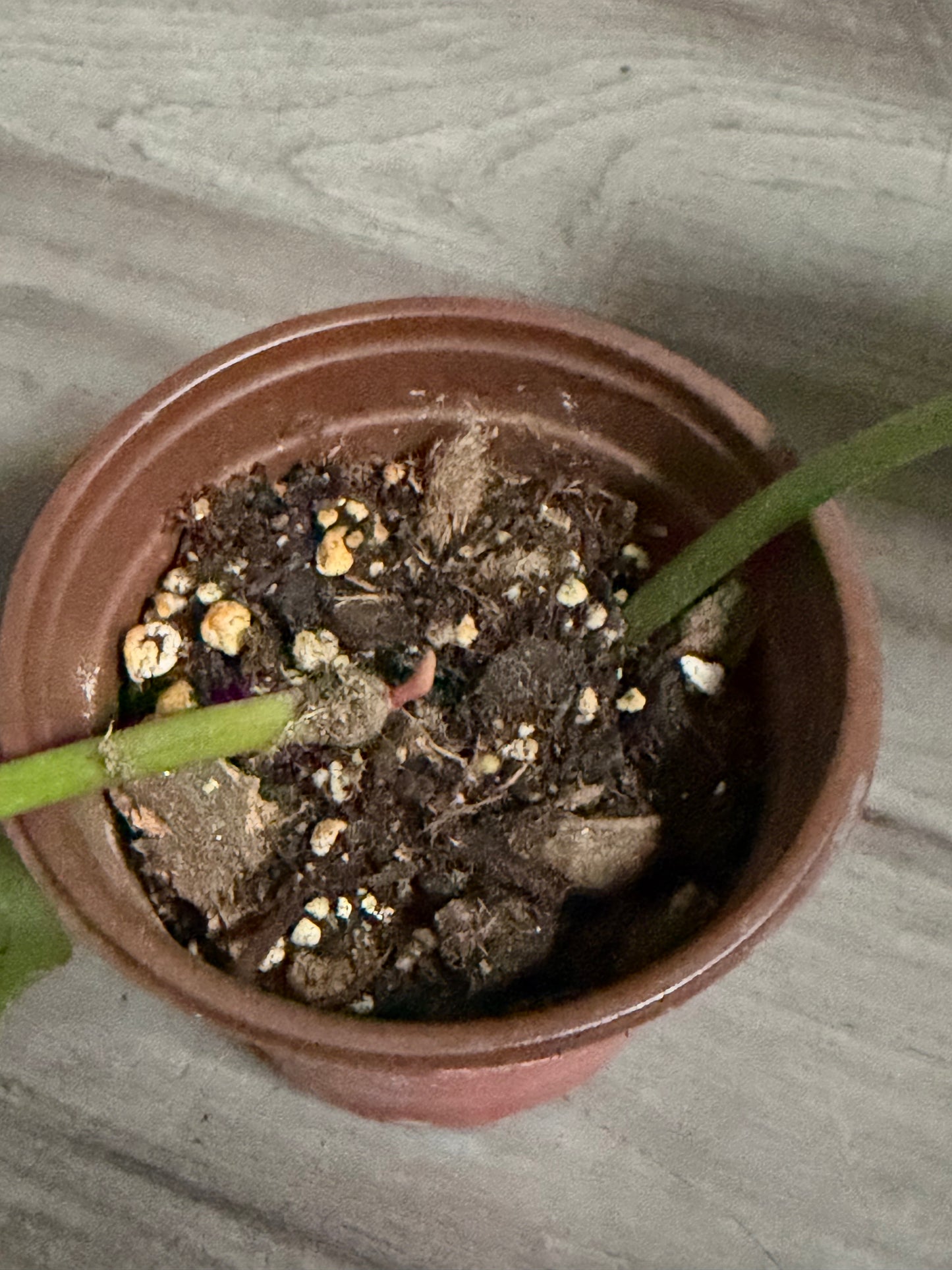 Philodendron Painted Lady