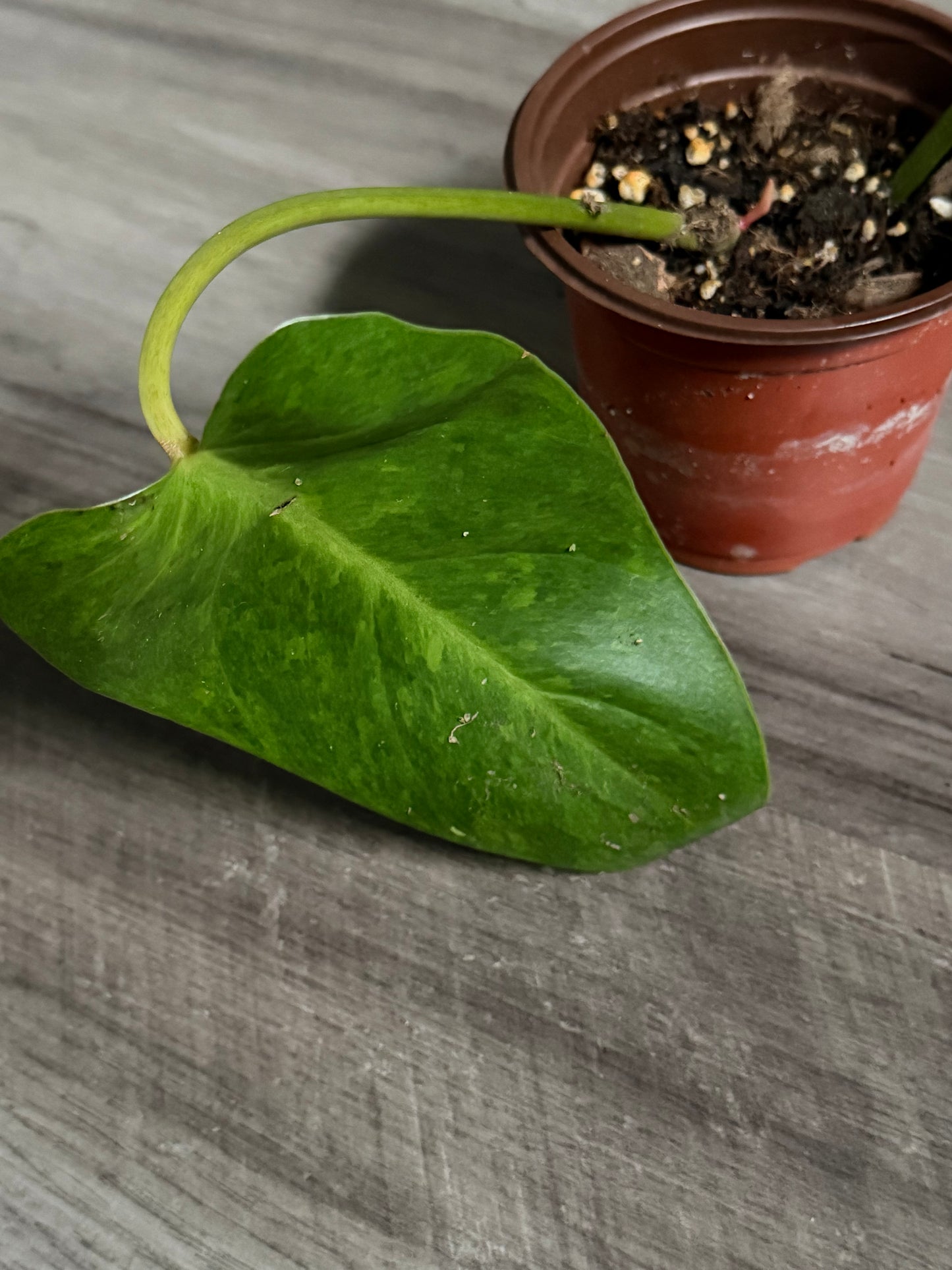 Philodendron Painted Lady