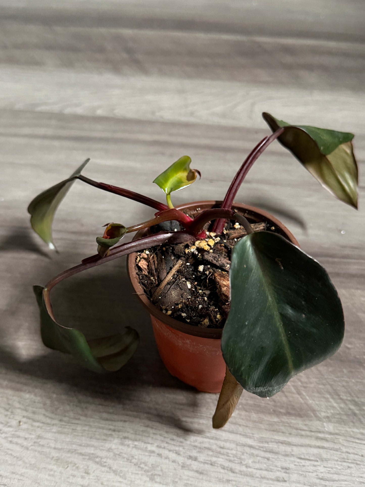 Dark Lord Philodendron