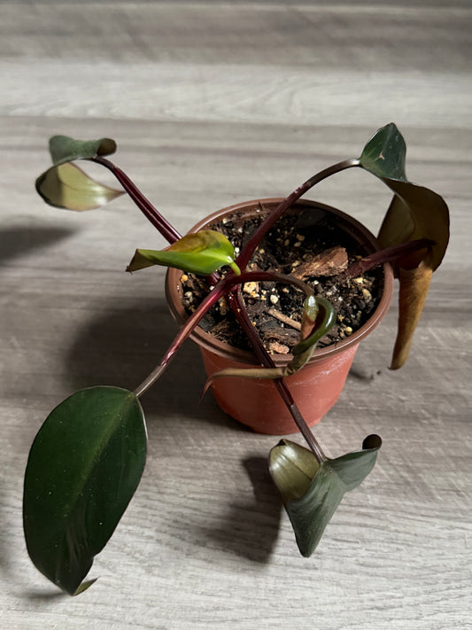 Dark Lord Philodendron