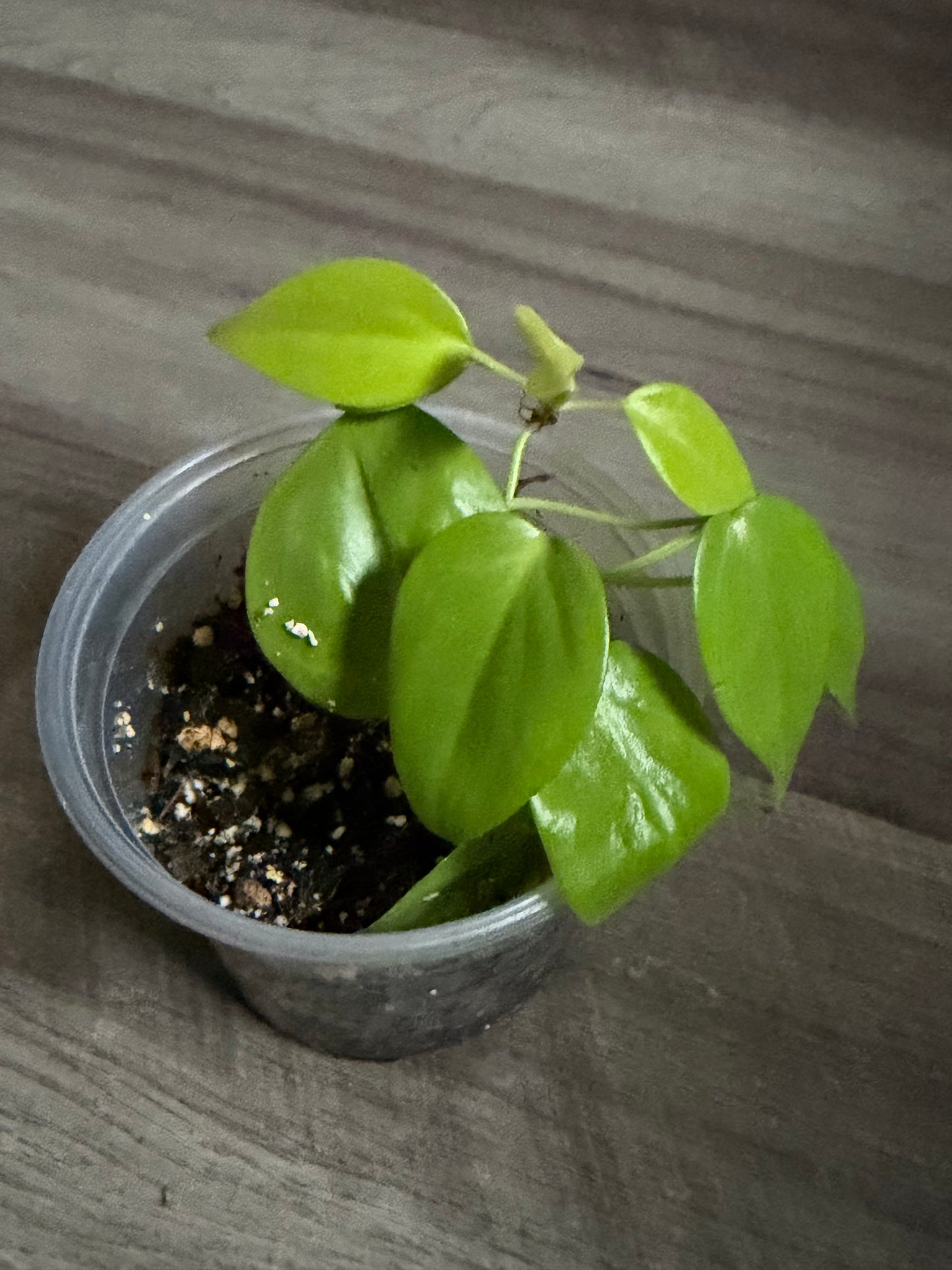 Philodendron Cordatum (Lemon)