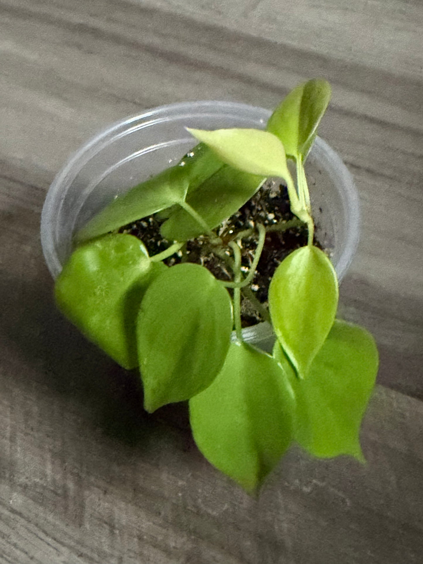 Philodendron Cordatum (Lemon)