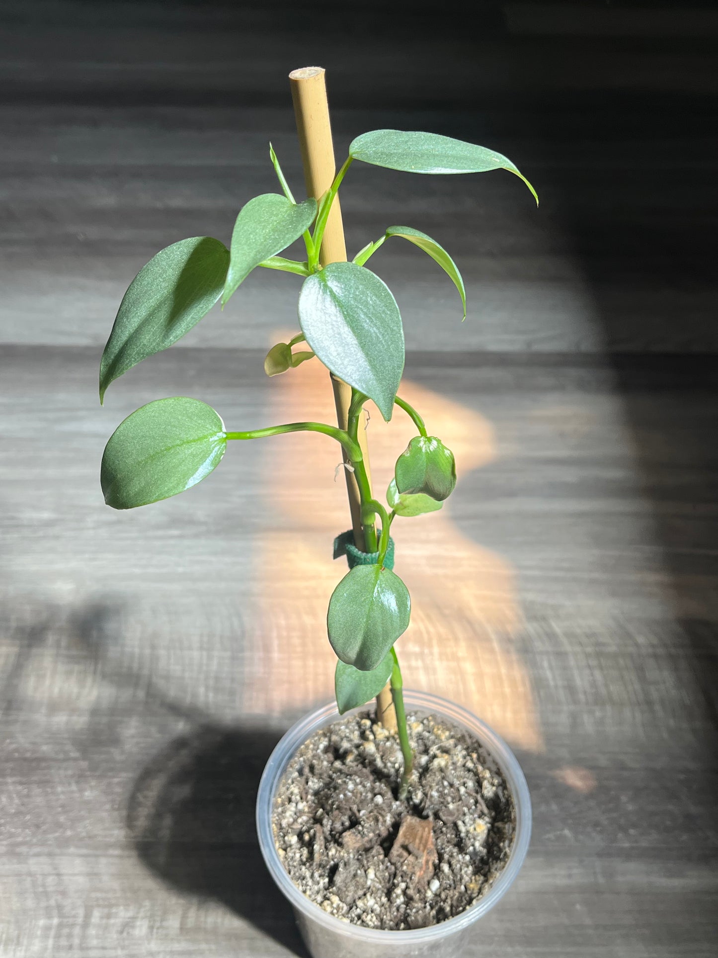 Philodendron Silver Sword