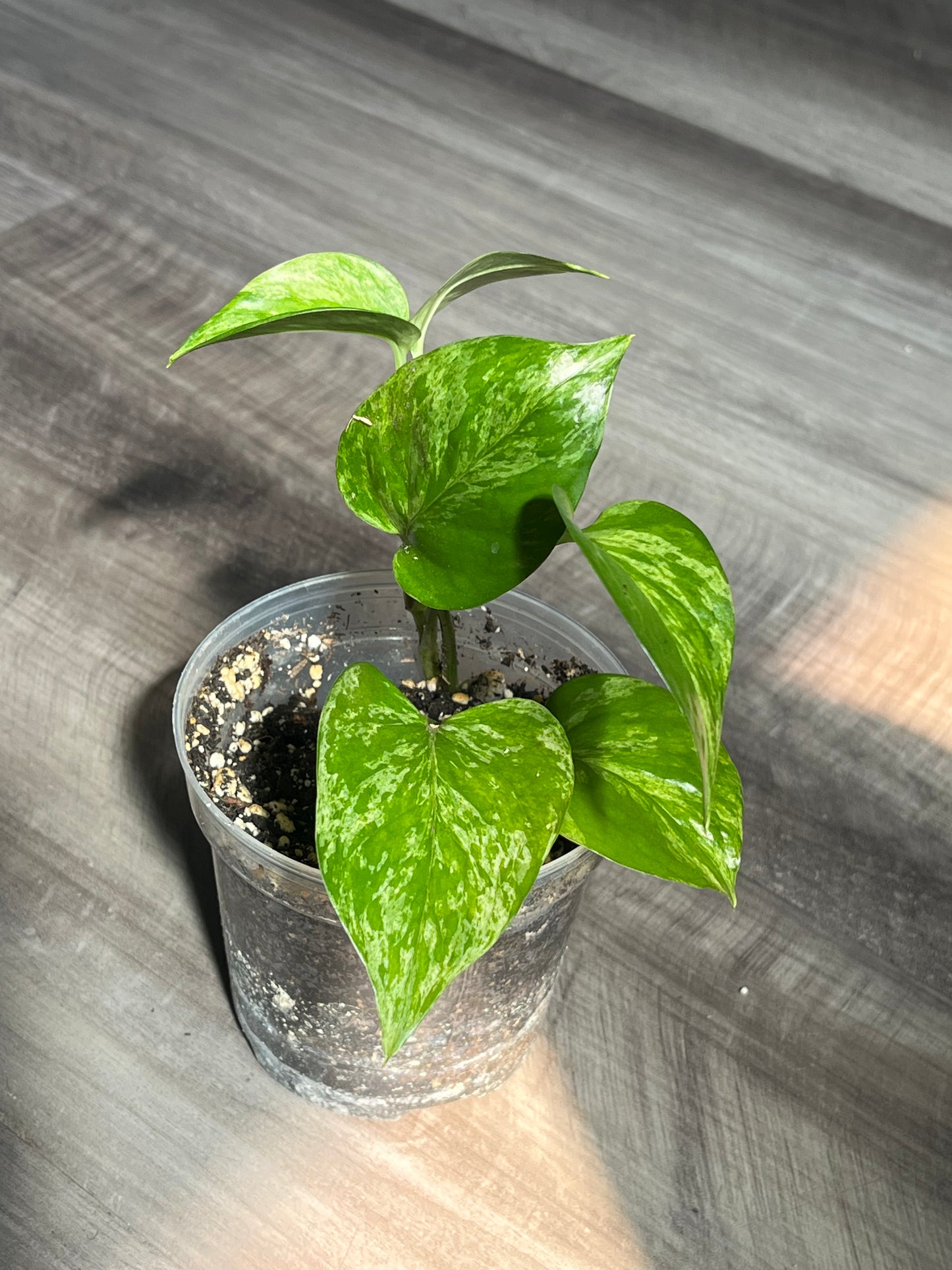 Marble Queen Pothos