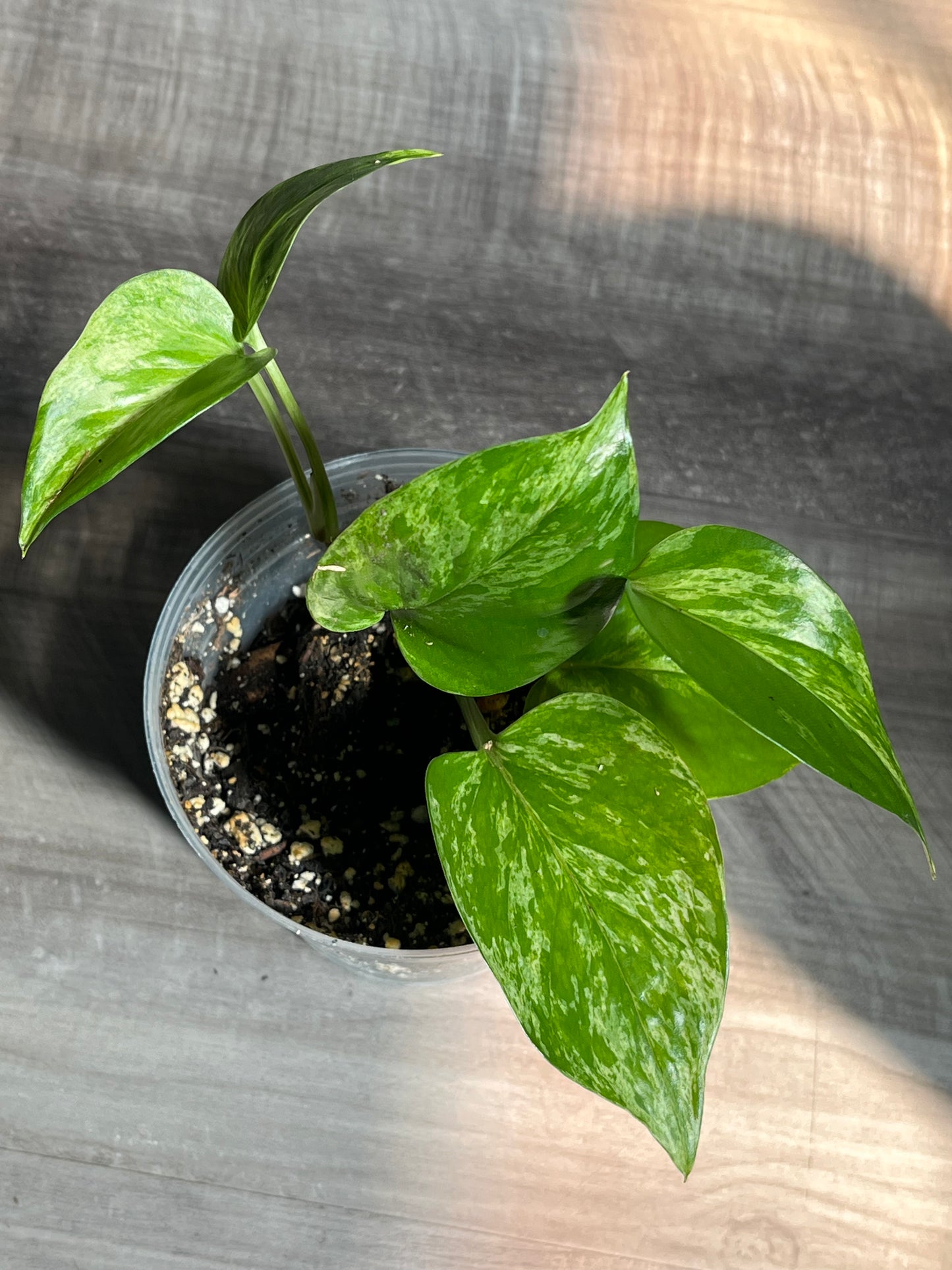 Marble Queen Pothos