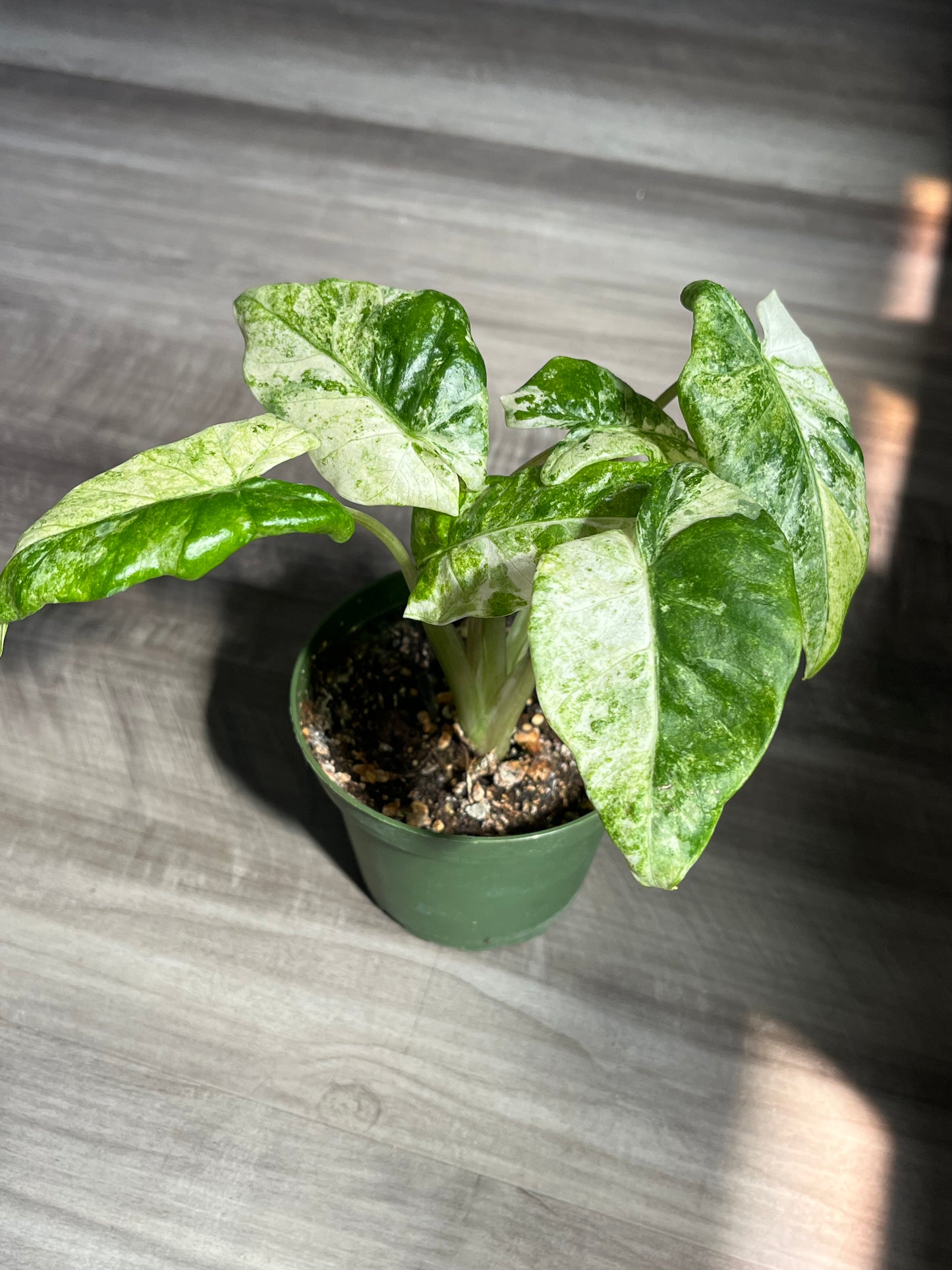Alocasia Hualong