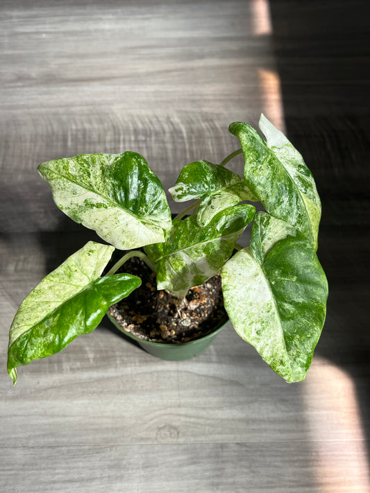 Alocasia Hualong