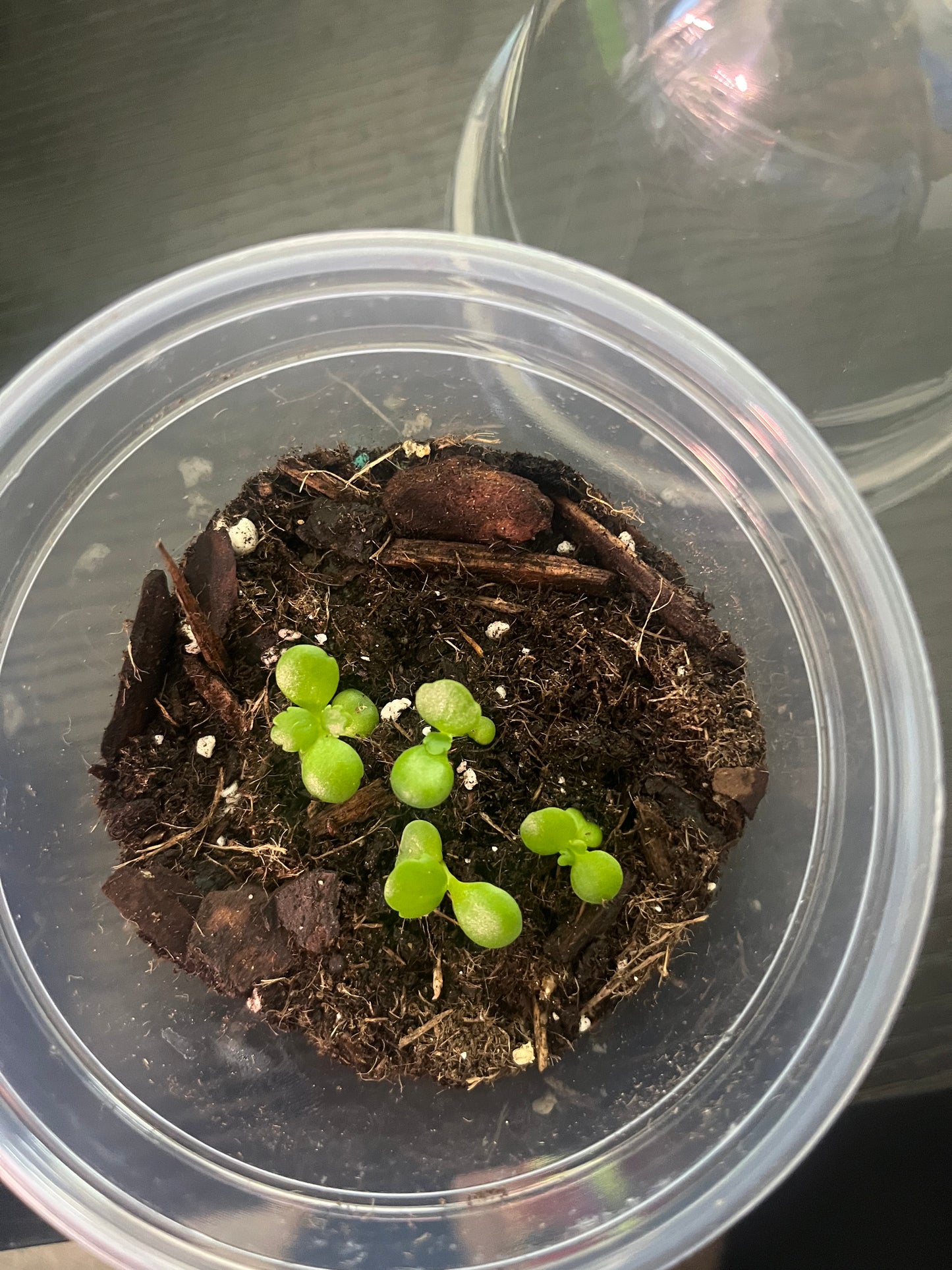 Kalanchoe Diagremontiana- Mother of Thousands