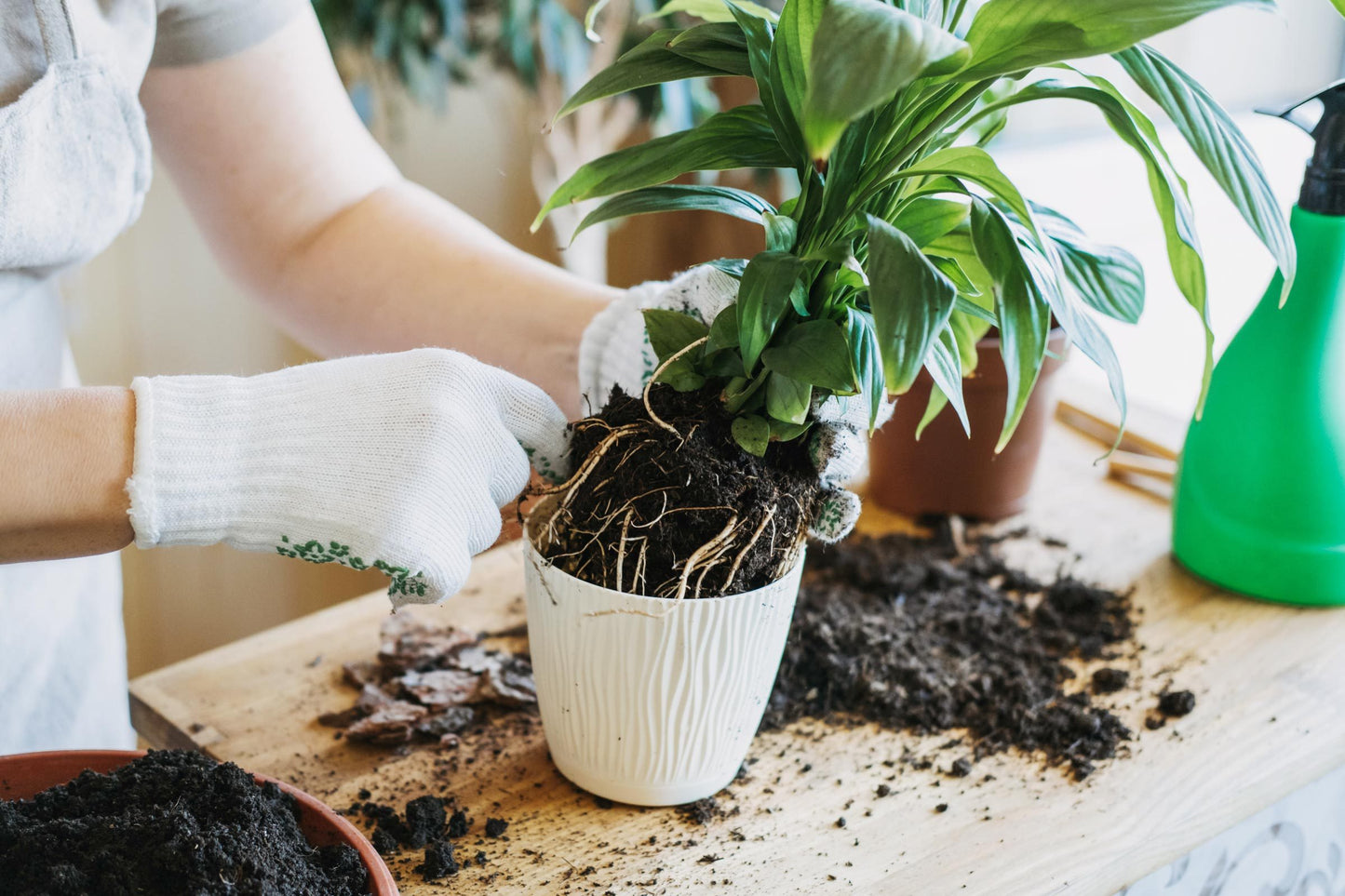 Plant Repotting