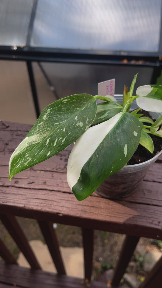 White Wizard Philodendron